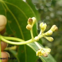 Cinnamomum verum J.Presl